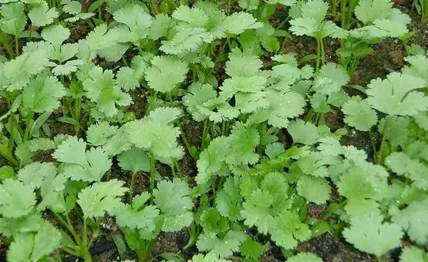 香菜反季节种植要点