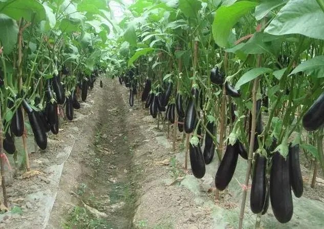 越夏茄子再生种植技术