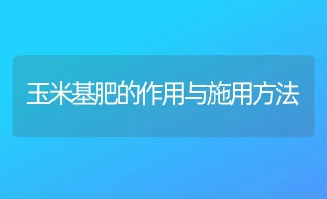 玉米基肥的作用与施用方法 | 植物肥料