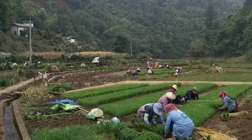 水稻栽培：药物处理大苗无土抛秧种植技术