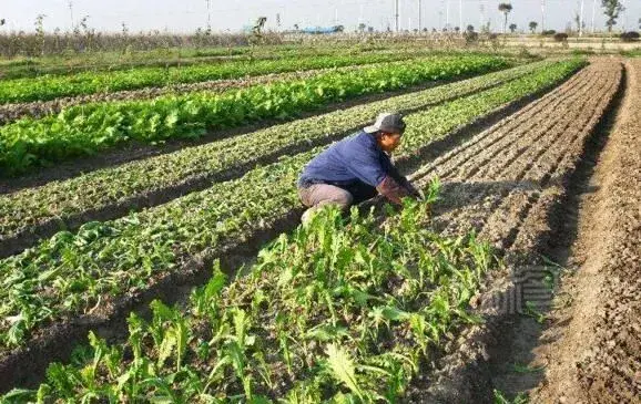 榨菜追肥锄草、病虫害防治和治疗 冬天巧管理