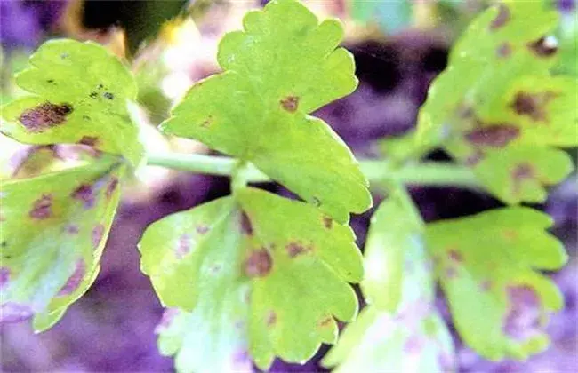 芹菜常见病虫害防治和治疗