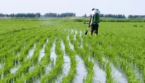 水稻纹枯病发生原因及防治措施介绍