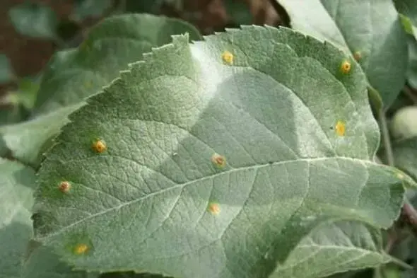 果树叶片上的小黄点怎么防治和治疗