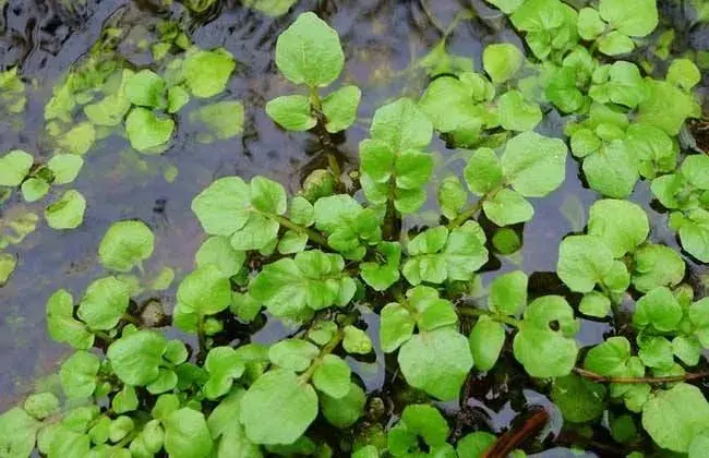 西洋菜种植技术