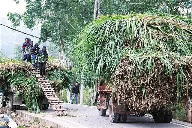 牧草栽培简单效益好，一亩牧草一年毛收入达3000多元！