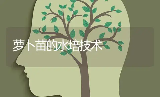 萝卜苗的水培技术 | 蔬菜种植