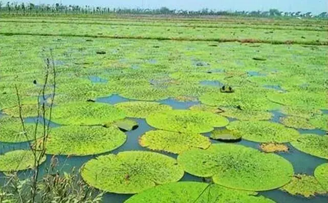 芡实栽培时间是几月份，如何高效种植？