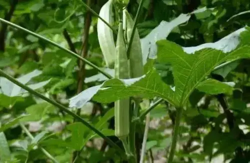 秋葵如何轻简化栽培？