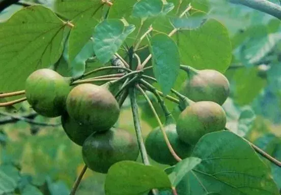 油桐种植管理技术要点