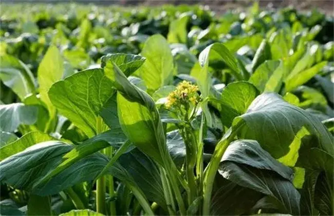 菜心栽培堤防事项