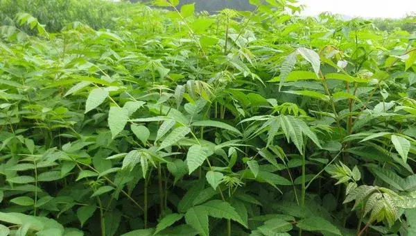 香椿种植技术，时浇水追肥，15至20厘米便可采收