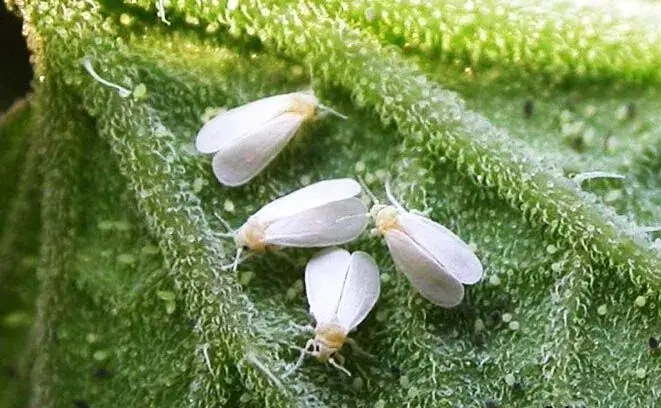 温室蔬菜中的白粉虱怎么防治和治疗
