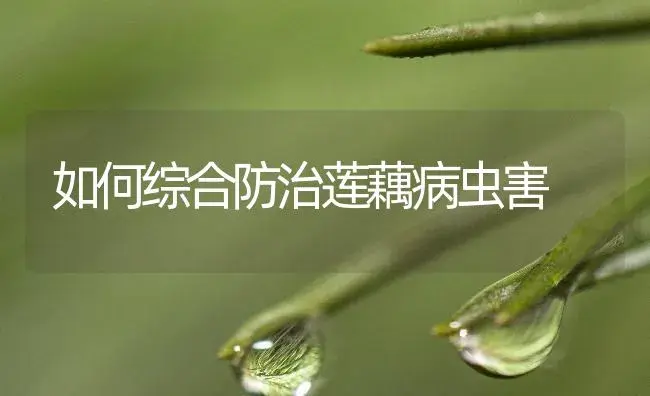 如何综合防治莲藕病虫害 | 植物病虫害