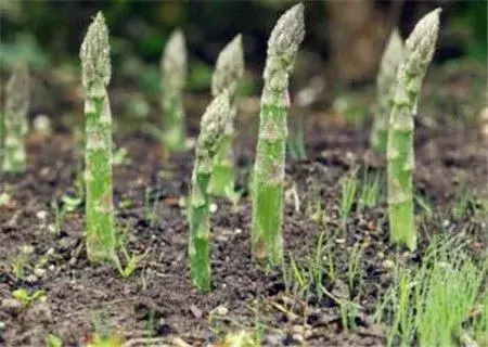 芦笋无公害林下种植经济效益和市场前景如何？什么时间种植好？