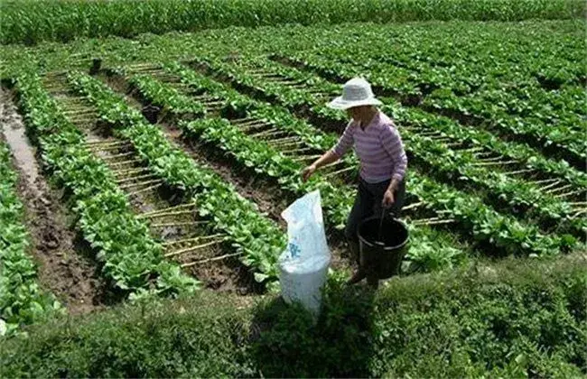 夏天蔬菜施肥时间和对策