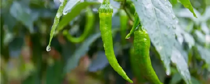 能喷到辣椒上的除草剂有哪些？