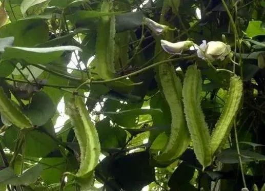 四棱豆种植技术