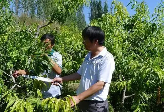 夏天果树嫁接修剪技术知识问答