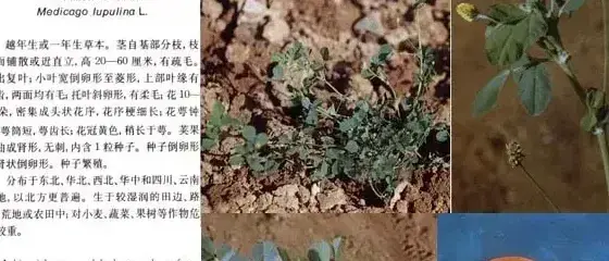 豆科杂草