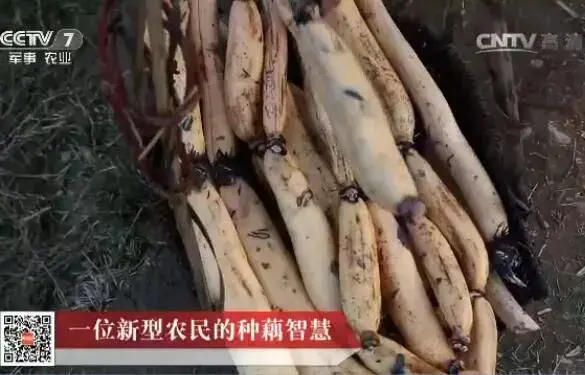 江西乐平李进魁土藕栽培有高招