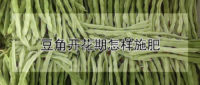 豆角开花期怎样施肥