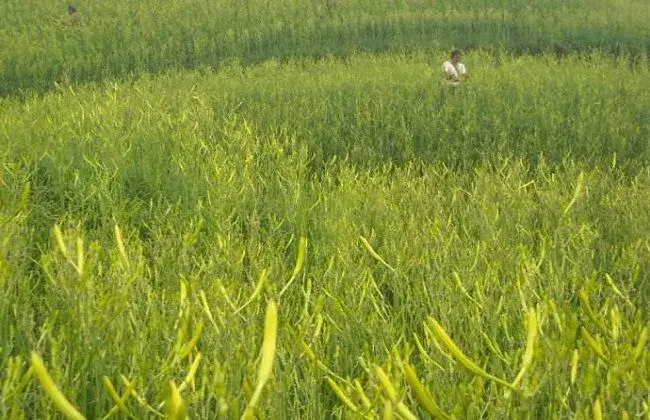 2018种黄花菜赚钱吗及市场前景