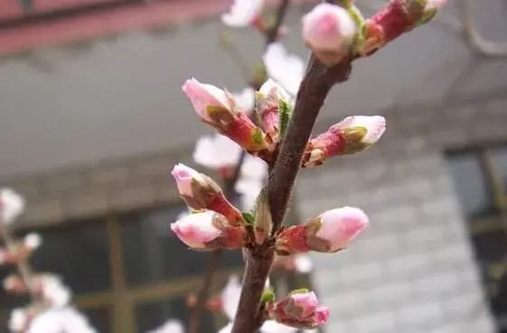 大樱桃如何做好花期管理