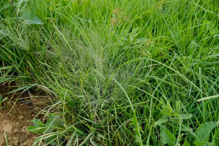 灭根粉除草剂使用方法介绍