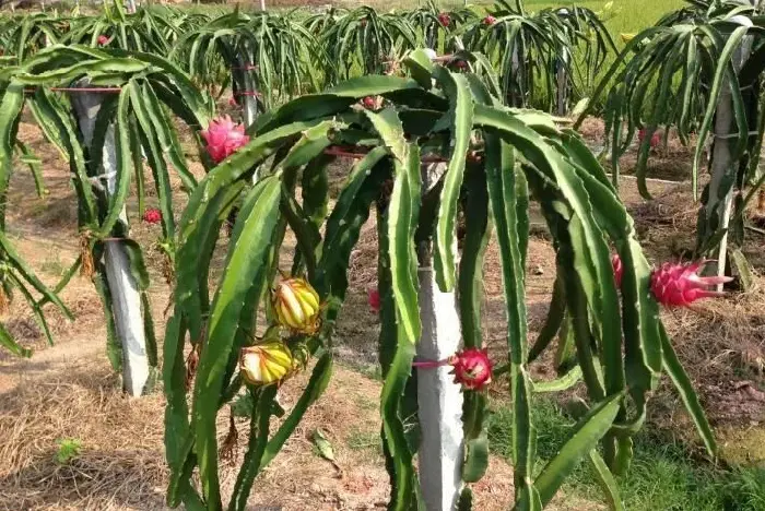 北方地区火龙果栽培技术