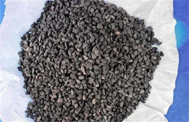 洋葱种子栽培对策