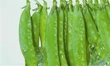 长江红镶边扁豆早熟栽培技术