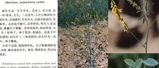 豆科杂草