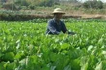 今年种植芥菜“钱”景乐观