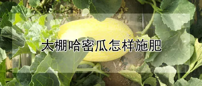 大棚哈密瓜怎样施肥