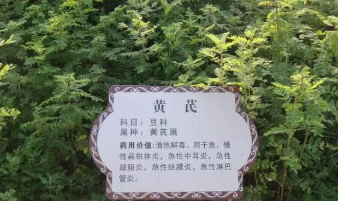 中药材黄芪的田间管理技术