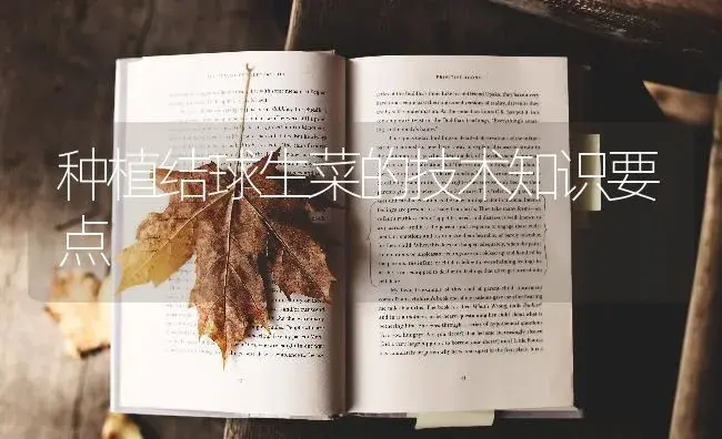 种植结球生菜的技术知识要点 | 蔬菜种植