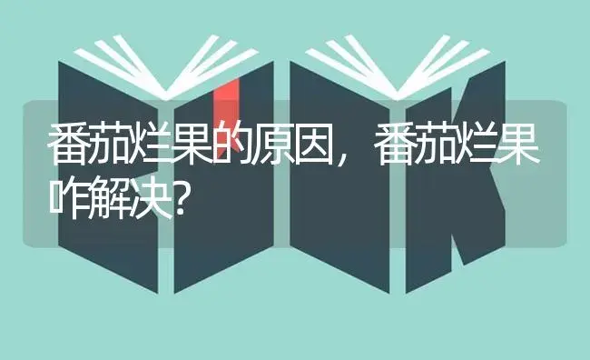 番茄烂果的原因，番茄烂果咋解决？ | 蔬菜种植