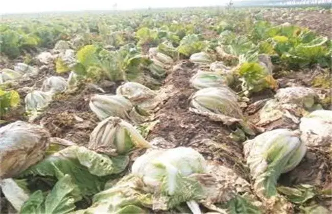 白菜软腐病的发病症状及防治和治疗办法