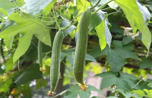 露天丝瓜种植管理