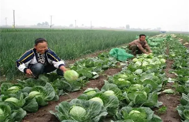 卷心菜的栽培时间和办法