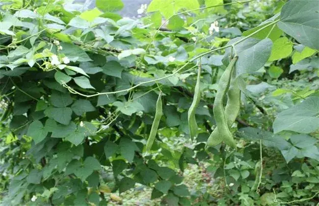 芸豆畸形的 因素及解决办法