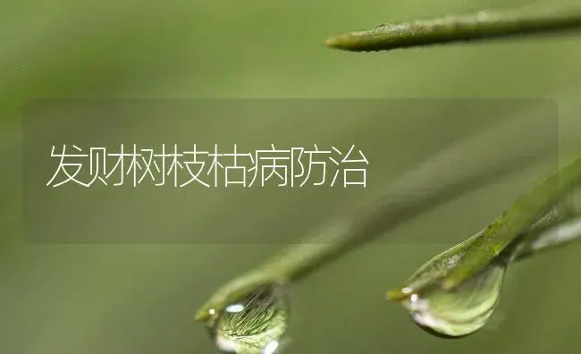 发财树枝枯病防治 | 植物病虫害