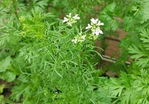 香菜的功效与作用有哪些？饮食禁忌有哪些？怎么吃比较好？可以治雀斑吗？