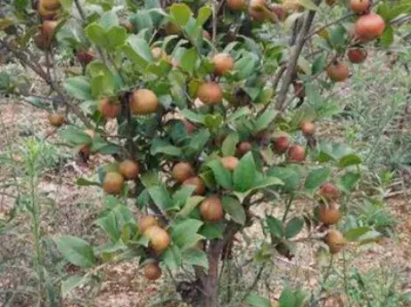 油茶树（茶子树）怎么种？种植前景怎么样呢？