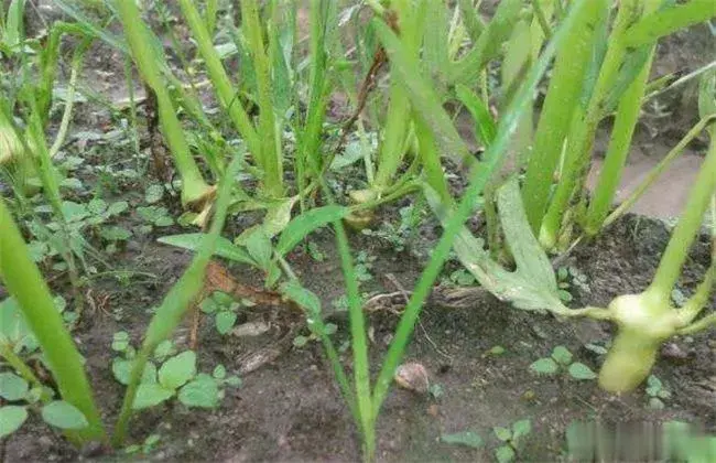 空心菜茎基肿大起因及防治和治疗对策