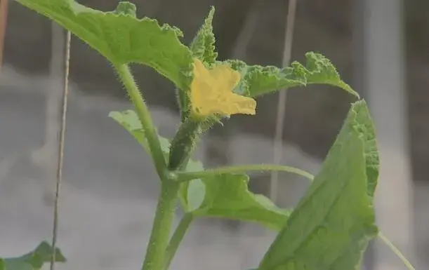 黄瓜花打顶 找到病根好防治和治疗