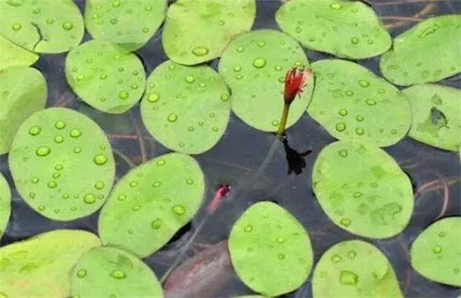 莼菜的栽培办法