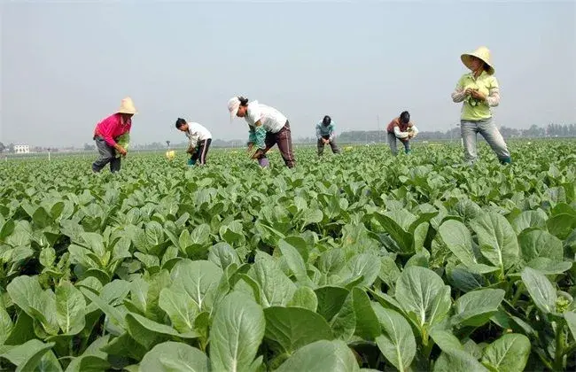 无公害蔬菜种植技术