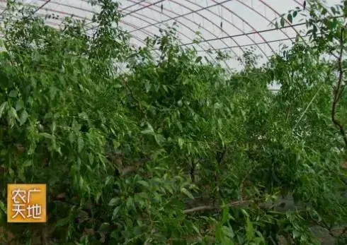 阳光温室种植鲜食枣花果期管理